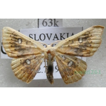 Cyclophora albiocellaria (Hübner, 1789) Świerzbik białooczek Slovakia63k